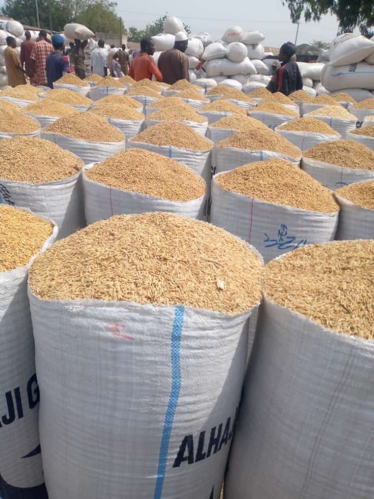 Paddy Rice
