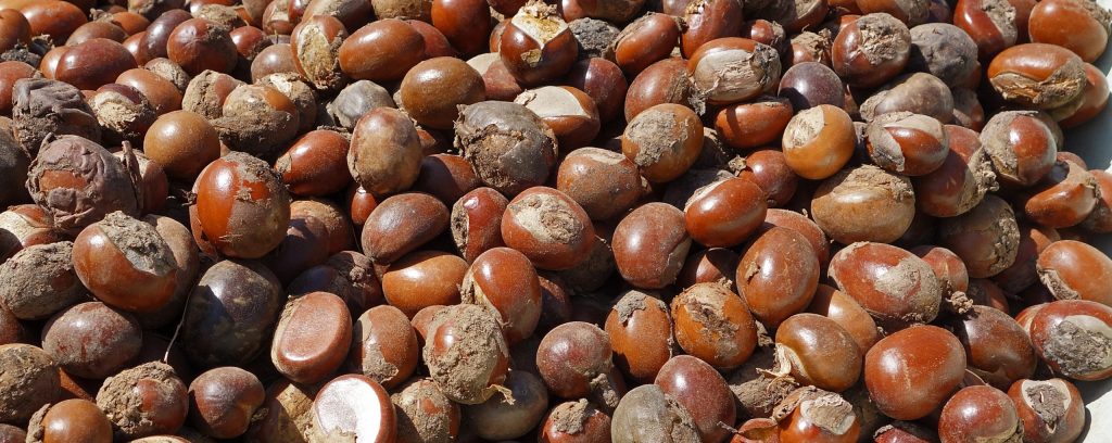 Shea nuts