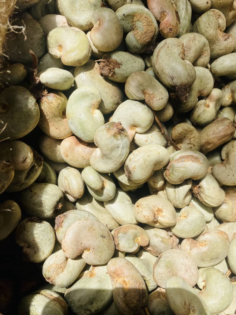Cashew Nuts