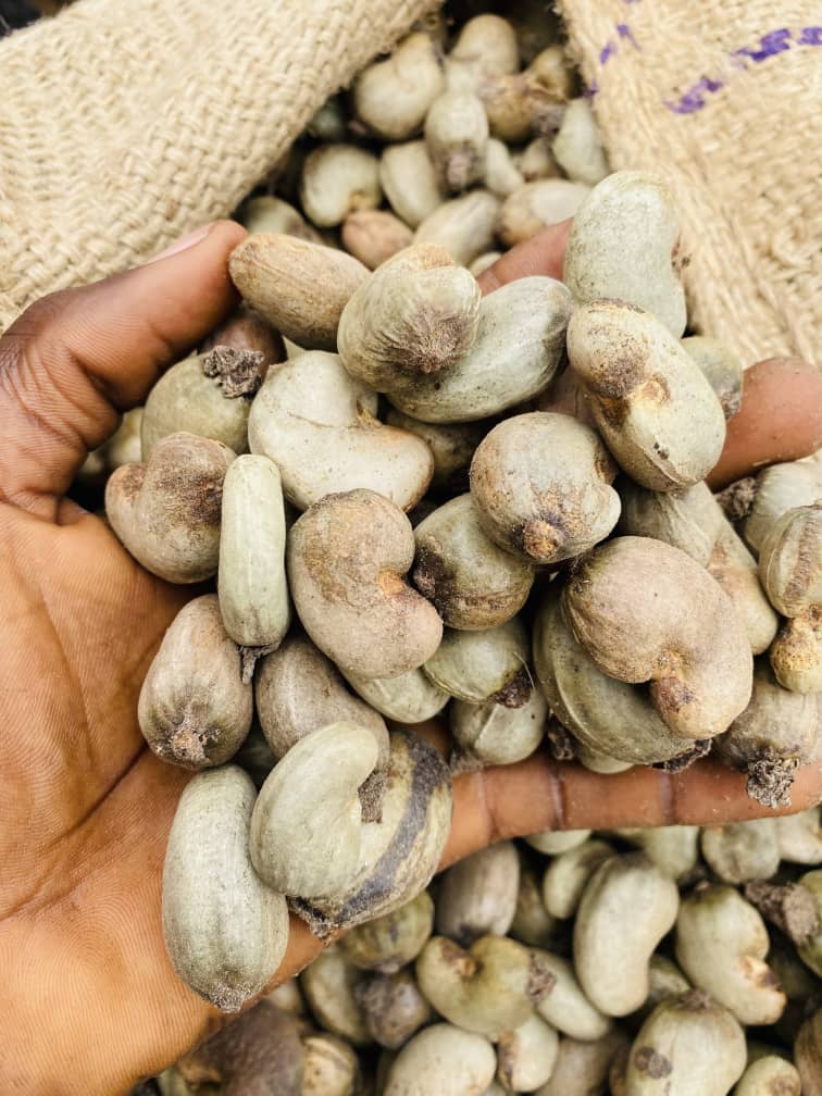cashew nut 